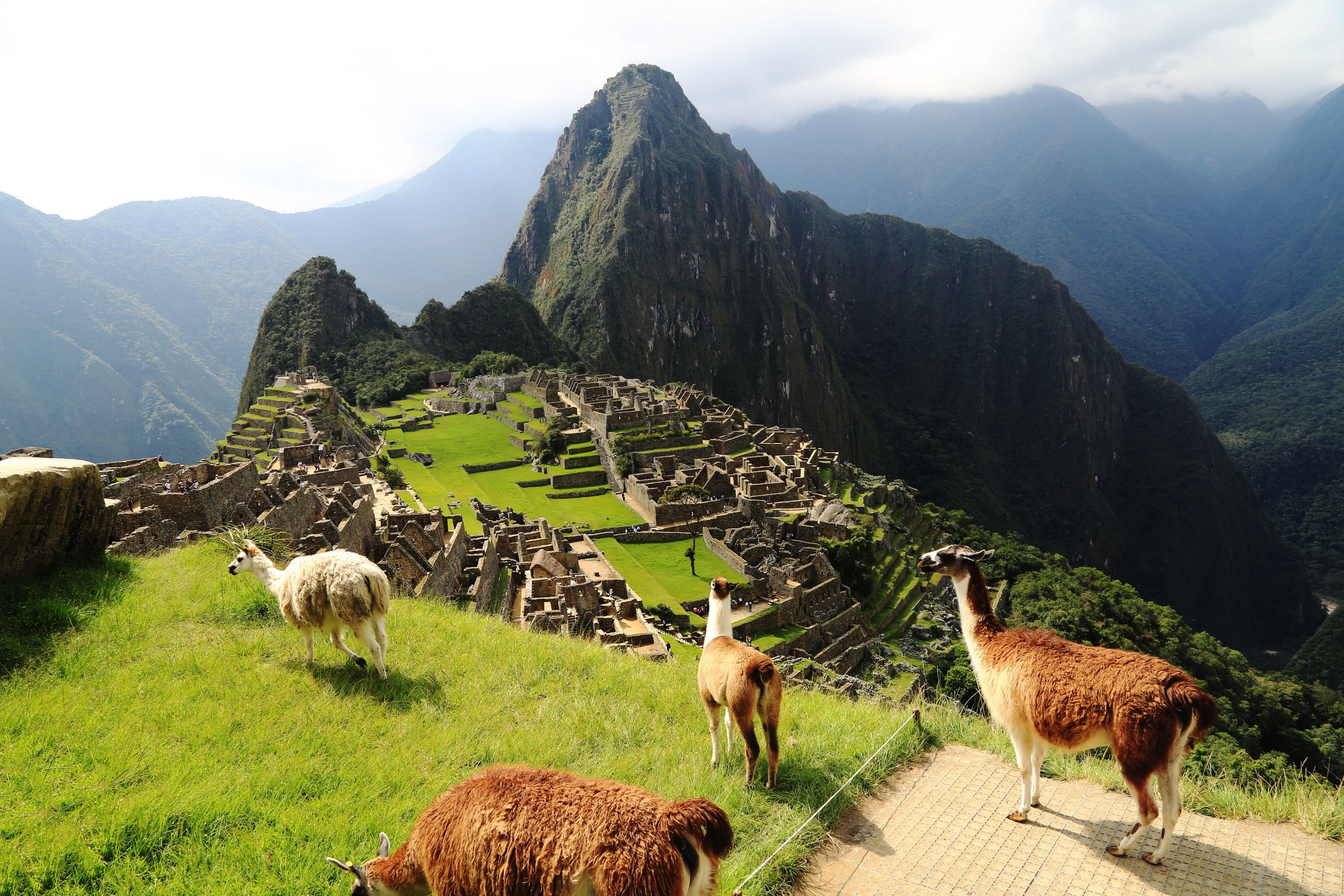 Природа страны перу. Мачу-Пикчу Перу. Мачу Пикчу ламы. Machu Picchu, Peru. Перу альпака Мачу Пикчу.